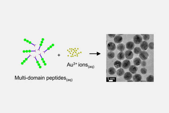 Size-Controlled,-Biofunctionalized-Gold-Nanoparticles