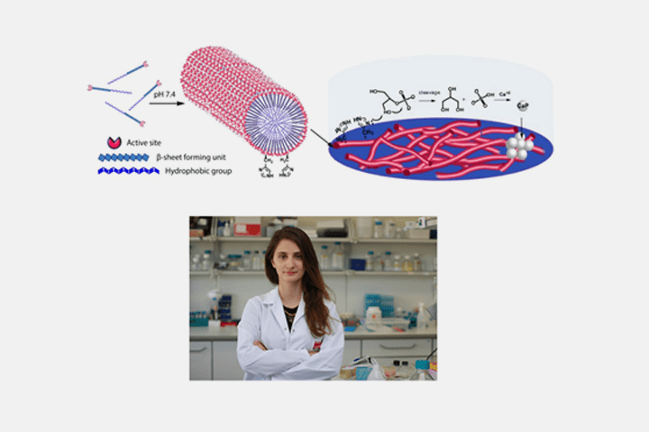 Enzyme-like-peptide-networks-enhance-bone-formation